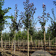 Malus 'Mokum' 10-12 HO draadkluit 3 X verplant