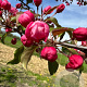 Malus 'Royalty' 150-175 cm draadkluit meerstammig 80-100 breed