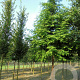 Metasequoia glyptostroboides 40-45 HO draadkluit