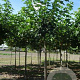 Morus alba 'Fruitless' 10-12 HO draadkluit 3 X verplant
