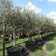 Olea europaea 20-25 HO container leiboom