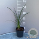 Kniphofia 'Nobilis' GM 2,0L