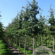 Parrotia persica 10-12 HO draadkluit 3 X verplant
