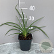 Kniphofia uvaria 'Grandiflora' GM 2,0L