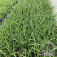 Kniphofia uvaria 'Grandiflora' GM 2,0L