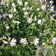Lavatera 'White Angel' GM 2,0L