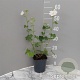 Lavatera 'White Angel' GM 2,0L