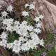 Leontopodium alp. 'Mignon' GM 2,0L