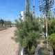 Pinus nigra 200-250 cm container solitair 80 cm stam