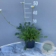 Leucanthemum vulgare GM 2,0L