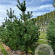 Pinus sylvestris 200-250 cm container solitair 80 cm stam