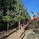 Pinus sylvestris 16-18 HO draadkluit 3 X verplant
