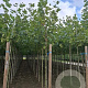 Platanus hispanica 12-14 HO draadkluit 3 X verplant