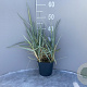 Leymus arenarius 'Blue Dune' GM 2,0L