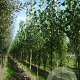 Populus can. 'Robusta' 20-25 HO draadkluit 3 X verplant