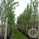 Populus nigra 'Italica' 10-12 HO container 
