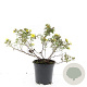 Potentilla f. 'Elizabeth' GM C1.3