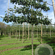 Pyrus calleryana 'Chanticleer' 14-16 HO draadkluit lei 150x150