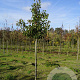 Pyrus calleryana 'Chanticleer' 10-12 HO draadkluit