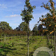 Pyrus calleryana 'Chanticleer' 12-14 HO draadkluit