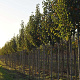 Pyrus calleryana 'Chanticleer' 12-14 HO draadkluit