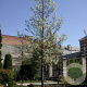 Pyrus calleryana 'Chanticleer' 12-14 HO container