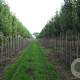 Pyrus calleryana 'Chanticleer' 14-16 HO draadkluit
