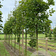 Quercus bicolor 18-20 HO draadkluit verplant