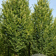 Quercus bicolor 20-25 HO draadkluit 3 X verplant