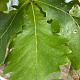 Quercus dentata 150-175 cm draadkluit meerstammig 80-100 breed
