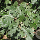 Quercus garryana 20-25 HO draadkluit 4 X verplant
