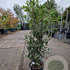 Quercus ilex 60-80 cm 3,0L