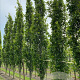 Quercus pal. Green Pillar 25-30 cm draadkluit geveerd verplant