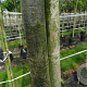 Quercus robur 12-14 HO container