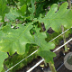 Quercus robur 12-14 HO container