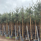 Quercus suber 10-12 HO container