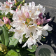 Rhododendron 'Cunningham's White' 40-50 cm container