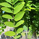 Robinia ps. 'Umbraculifera' 12-14 HO container