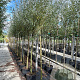 Salix alba 12-14 HO container