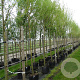 Salix alba 'Chermesina' 18-20 HO container 125 cm stam LEIVORM