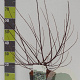 Salix rosmarinifolia 60-80 cm 4,5L