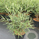 Salix rosmarinifolia 60-80 cm 4,5L