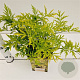 Sambucus nigra Golden Tower 30-40 cm 2,5L