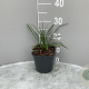 Liriope muscari 'Ingwersen' GM 2,0L