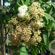 Sorbus auc. 'Rossica Major' 10-12 HO container 