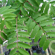 Sorbus auc. 'Rossica Major' 10-12 HO container 
