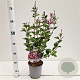 Syringa meyeri Flowerfesta Purple 30-40 cm 2,5L