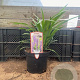 Liriope muscari 'Moneymaker' GM 2,0L