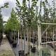 Tilia cordata 10-12 HO container 