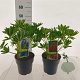 Lupinus Gallery Mix GM 2,0L
